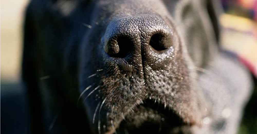 de ce au cainii mirosul dezvoltat