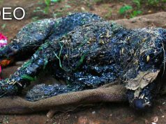 câine cade în smoală fierbinte