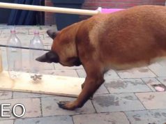 cum-sa-tii-cainele-ocupat-toata-ziua