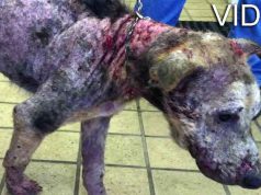 transformare caine bolnav