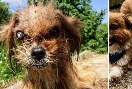 câine înfricoşător