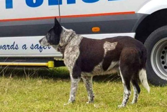 caine orb si surd salveaza copil