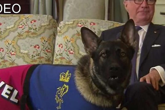 caine politist concediat