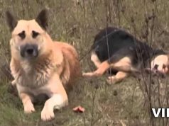 caine care sta langa prietenul sau mort