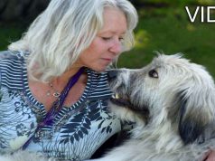 caine pentru terapie