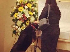 caine la sicriul stapanului