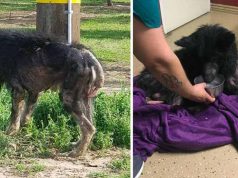 transformare varcolac