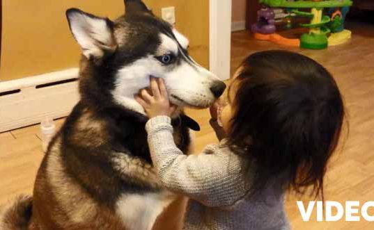 husky si copil video