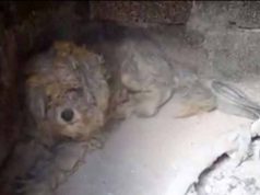 caine care a supravietuit in incendiul din grecia