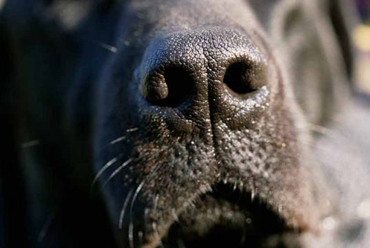 de ce au cainii mirosul dezvoltat