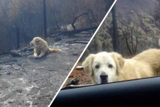 caine incendiu california