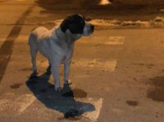 câine abandonat de stăpân
