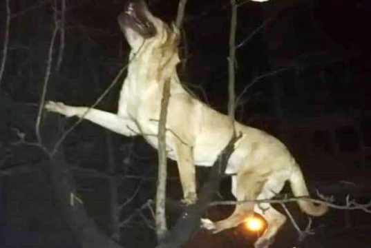 a aruncat câinele pe geam