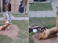 lege pentru protecţia animalelor