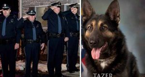 câine poliţist bolnav de cancer