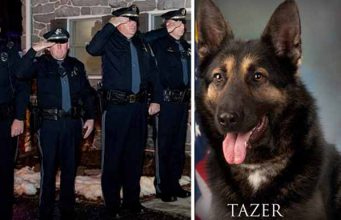 câine poliţist bolnav de cancer