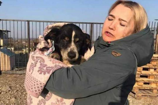 câinele care a înviat