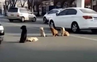câini opresc traficul