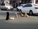 câini opresc traficul