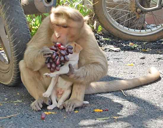 o maimuţă adoptă un câine