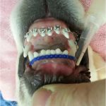 caine-aparat-dentar1