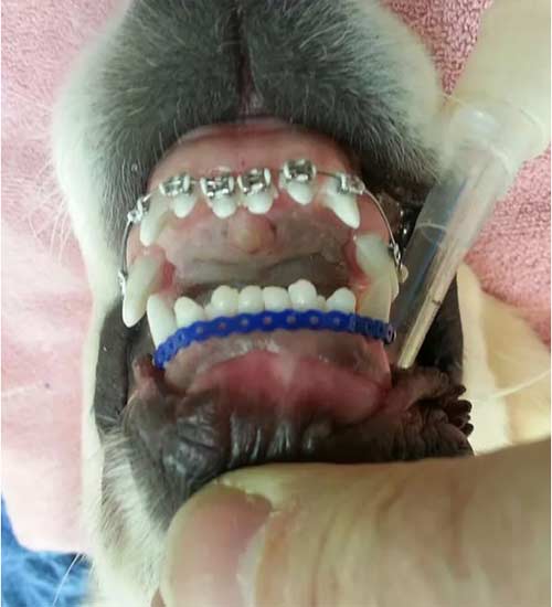 căţel cu aparat dentar