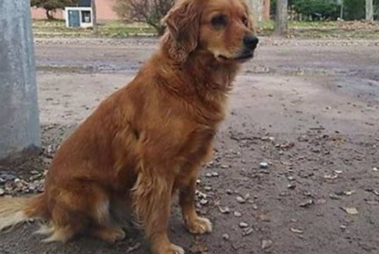 aşteaptă în fața închisorii