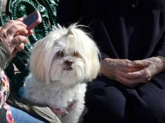 un câine sănătos a fost eutanasiat