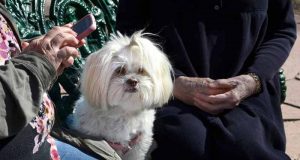 un câine sănătos a fost eutanasiat