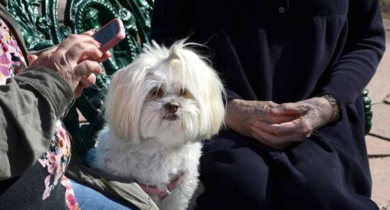 un câine sănătos a fost eutanasiat