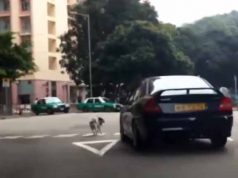 un câine abandonat de stăpân