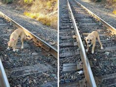 câine legat de calea ferată