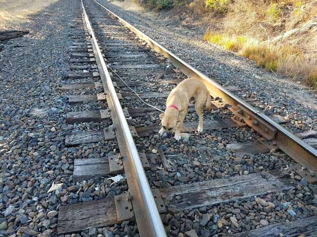 câine legat de calea ferată