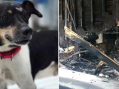 câine moare în incendiu
