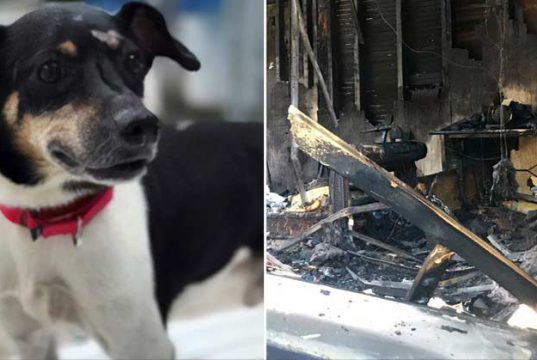 câine moare în incendiu