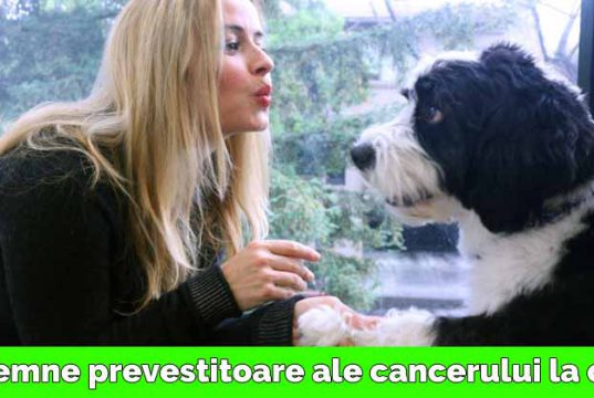 cancer la câini