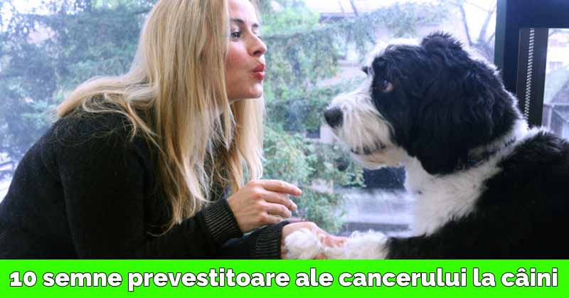 cancer la câini