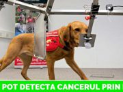 câinii pot detecta cancerul