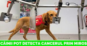 câinii pot detecta cancerul
