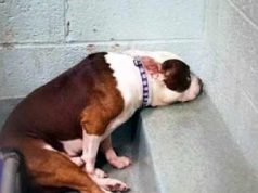 Un căţel a fost atât de trist când a ajuns într-un adăpost aglomerat, încât refuză să-şi ia privirea de la perete, stând trist în cuşca sa.