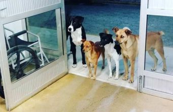 patru câini îl aşteptau la uşă