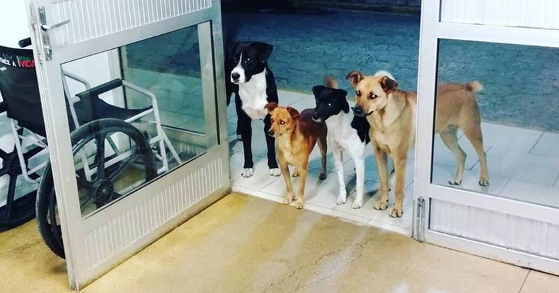 patru câini îl aşteptau la uşă