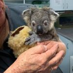 caine-koala1