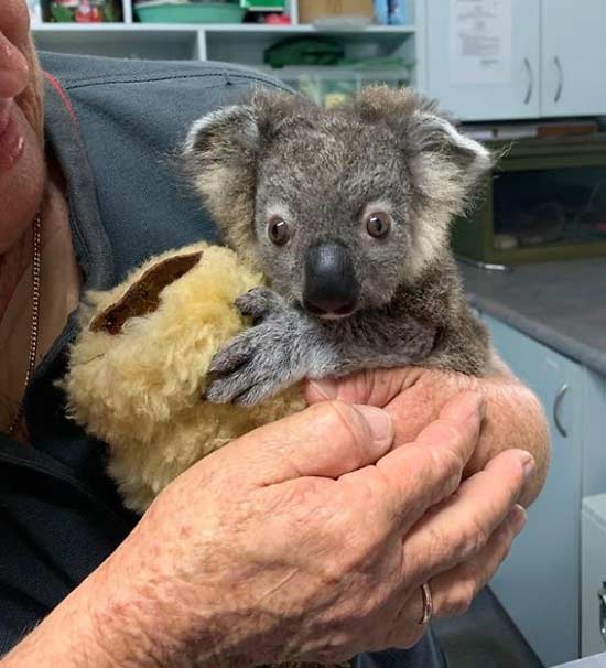 câine a salvat un pui de koala