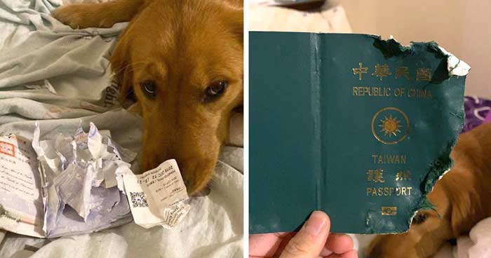 câine distrus paşaportul