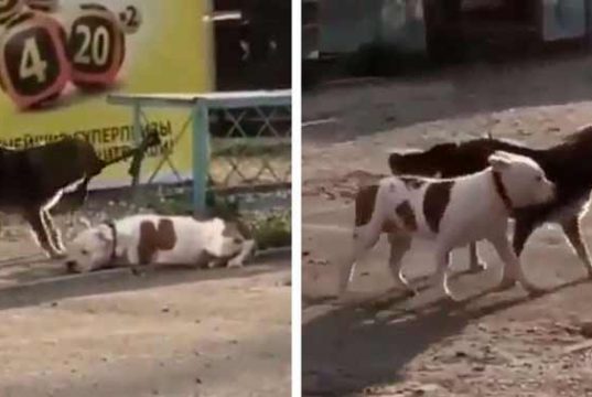 câine legat de gard