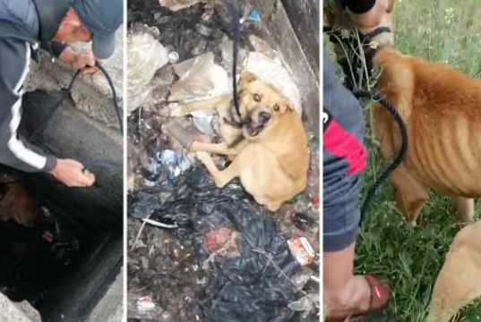 căţel aruncat într-un puţ