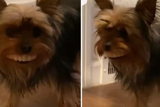 câine a furat proteza dentară