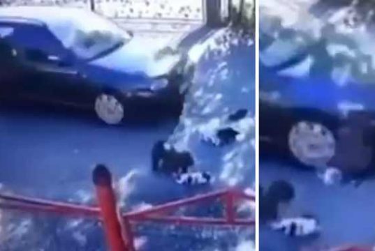 călcat intenţionat cu maşina