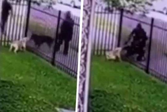 poliţistă a împuşcat un câine